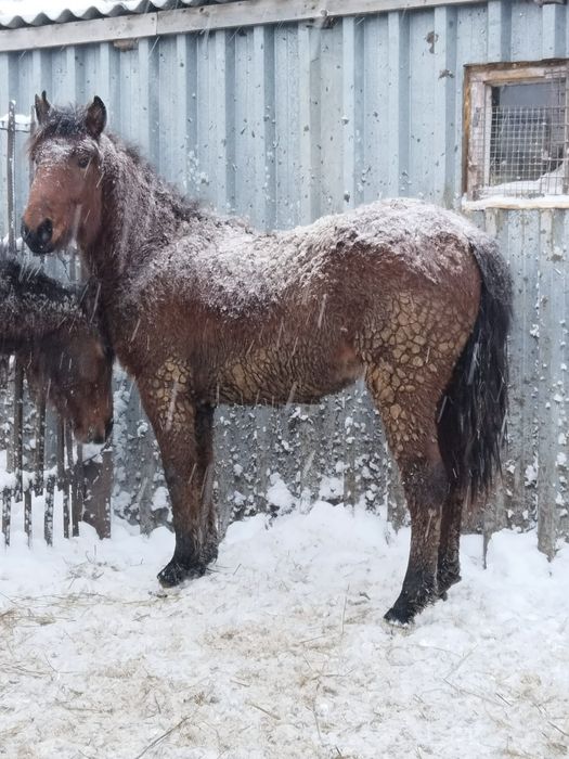 Тай Соғым ұрғашы