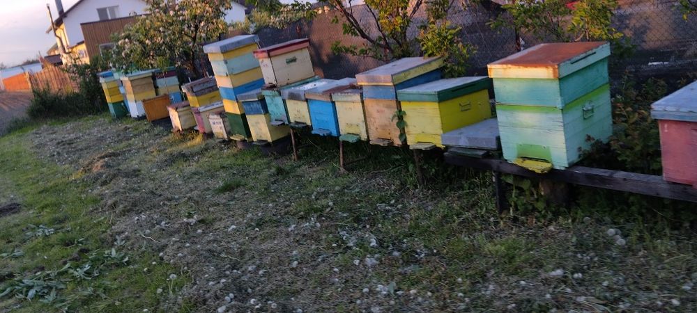 Lăzi albine / caturi / roinițe/rame 1/1  rame 1/2