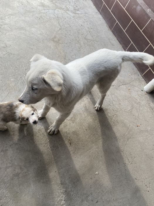 Щенок 4 месяца .