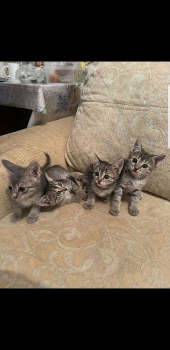 Отдам котят в добрые руки