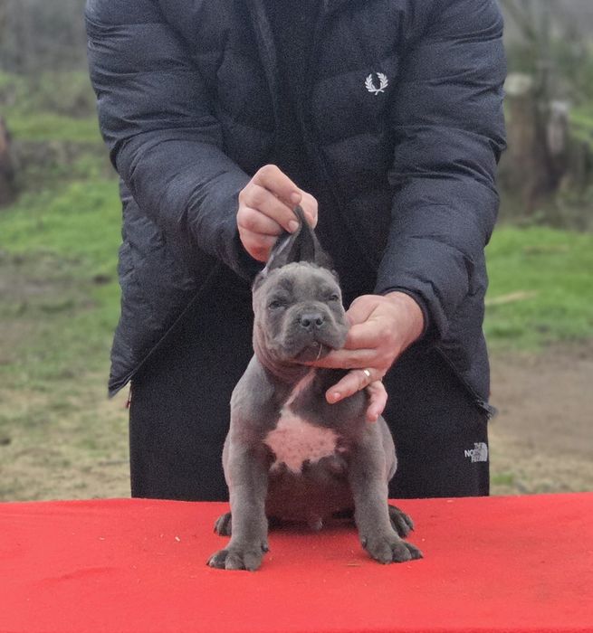 Mascul cane corso gri