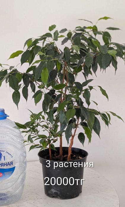 Фикус Бенджамина, комнатное растение