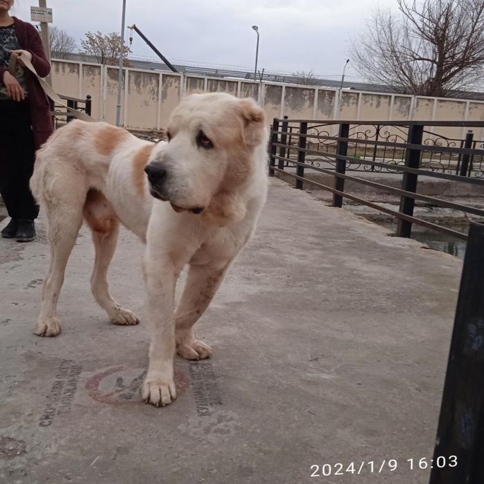 Вязка туркменский АЛАБАЙ