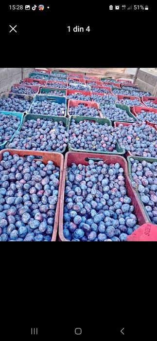 Prune de tuica transport în toată tara