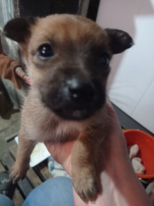 Отдам маленьких щенков