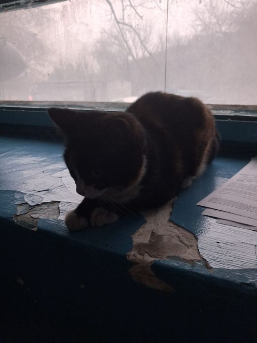 Котята даром , подарите им  дом