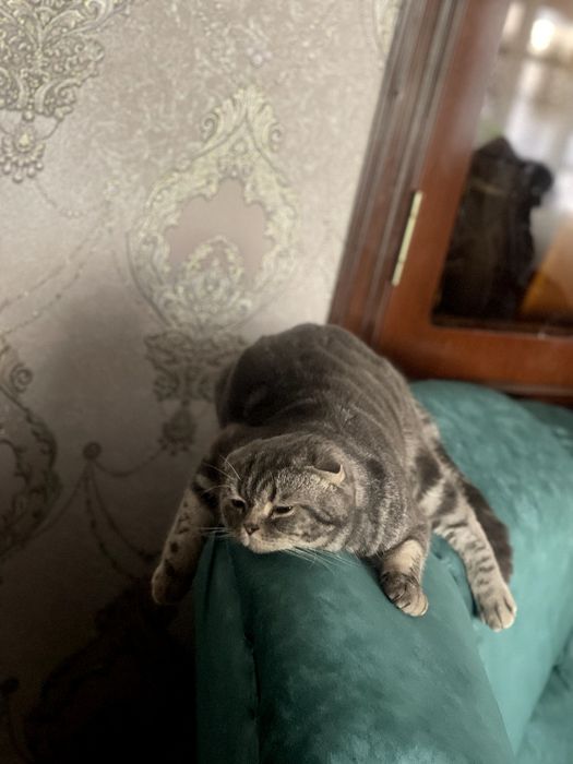 Предлагается кот на вязку