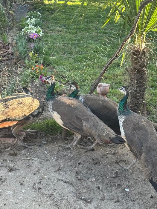 Продавам индийски пауни