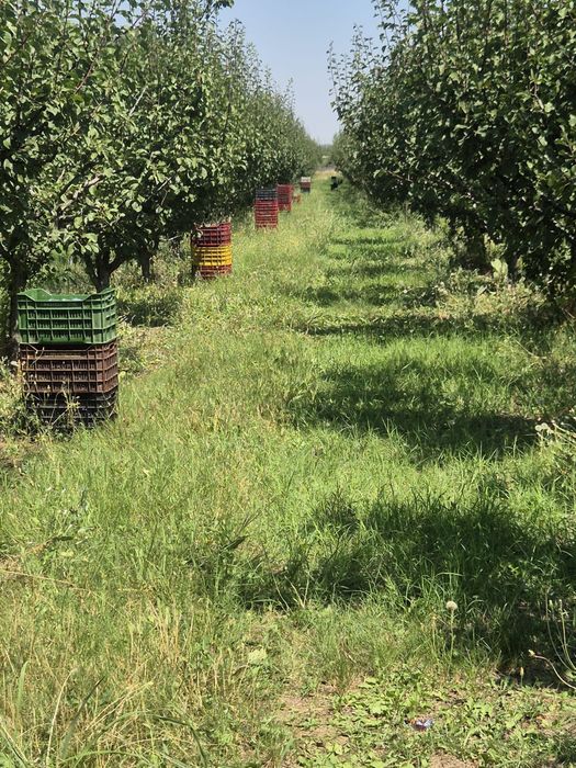 Prune de țuică bine coapte, dulci și aromate