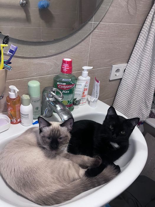 Ищу любящий дом для двух кошечек