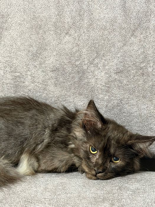 Котенок Мейн кун