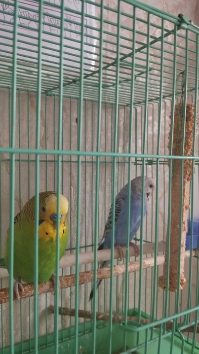 Попугаи, парочка