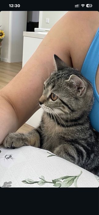 Отдам котенка в добрые руки , Девочка .4 месяца  .