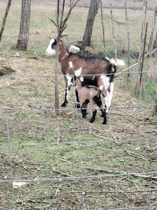 Se vinde o capră cu ieduță l-a primit fătare și un Țap Alpin Francez