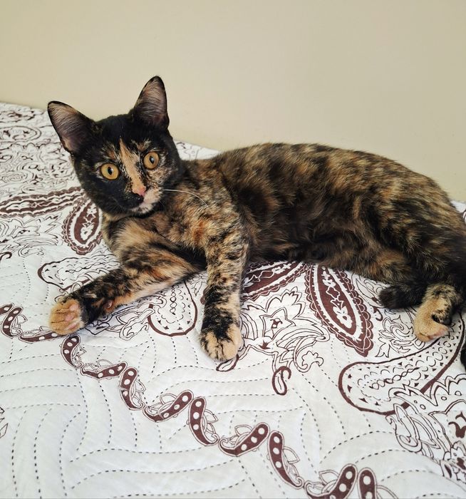 Ищет дом маленькое счастье ..Стерелизована