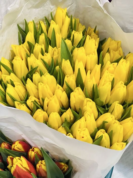 Тюльпаны на 8 марта