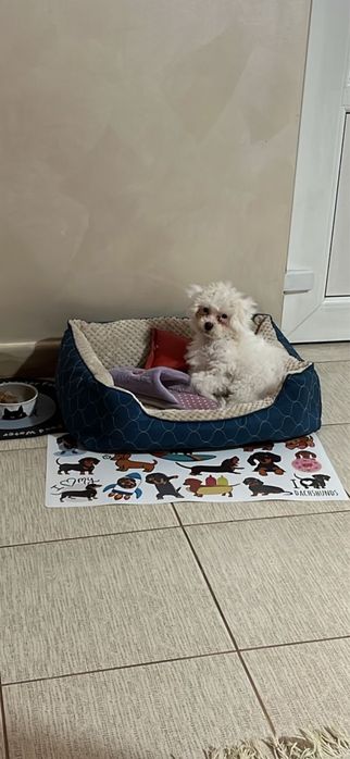 Bichone Maltese