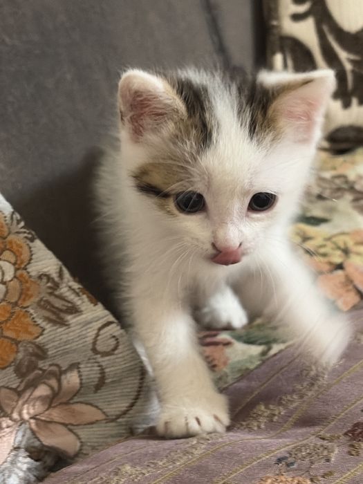 Котененок девочка