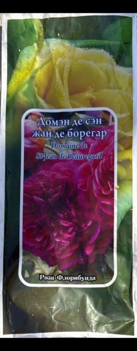 цветушие розы 20 вмдов