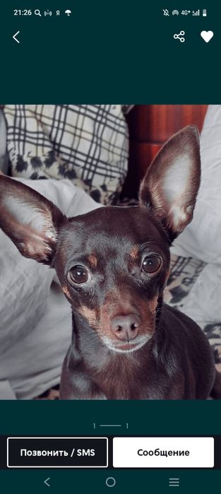 Русский той (той-терьер) девочка