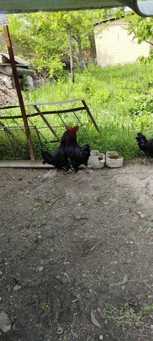 Хурозлар сотилади