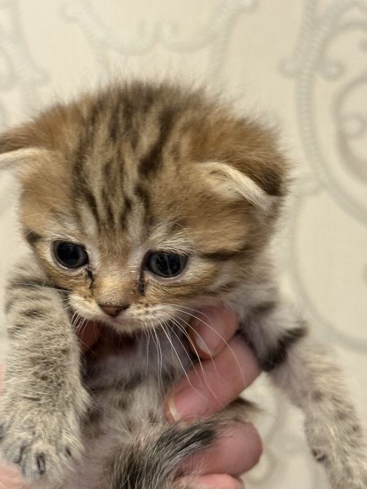 Котята вислоушки британцы