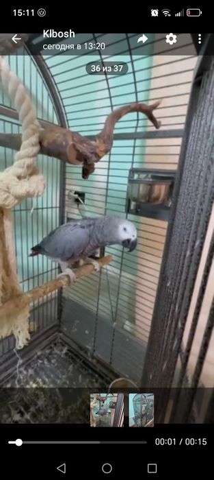 Gapiradigan Toti qush 3 oylik 3 4 sz gapiradu