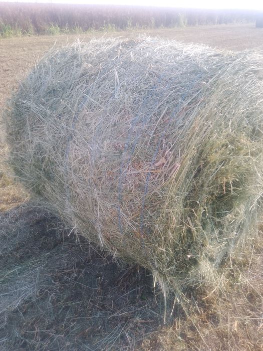 Baloți de lucernă coasa 2
