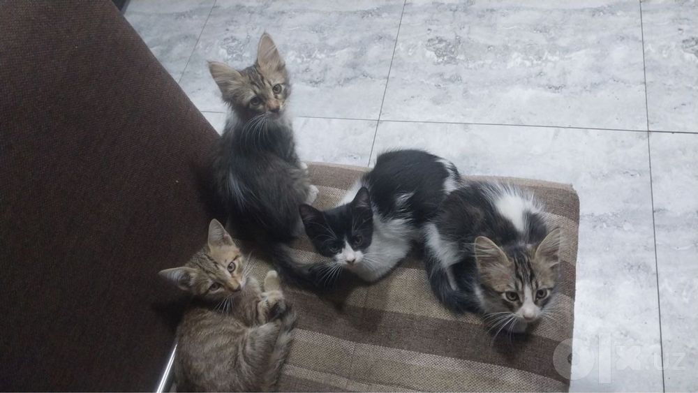 Отдам котят бесплатно