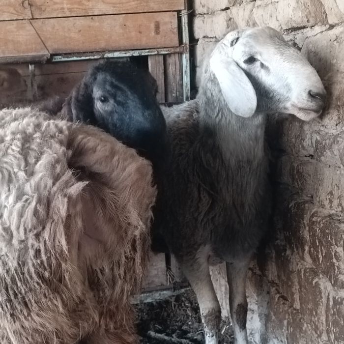 Урыктыкка токты-кошкарлар 5 бас