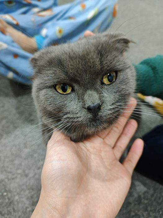 Scott fold xonaki mushuk