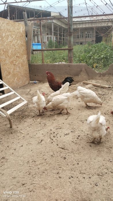 Assalom aleykum tovuqlar bor arzon hammasi tuxmda