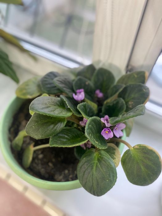 Комнатные цветы разные