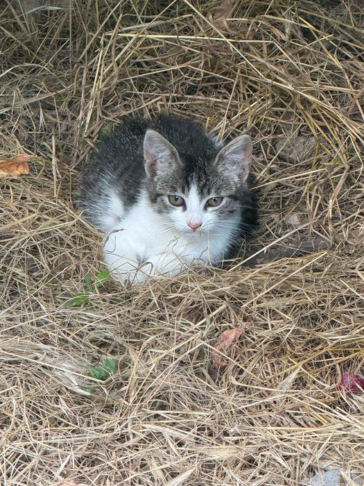 Pisoi de 2 luni in cautare de familie responsabila