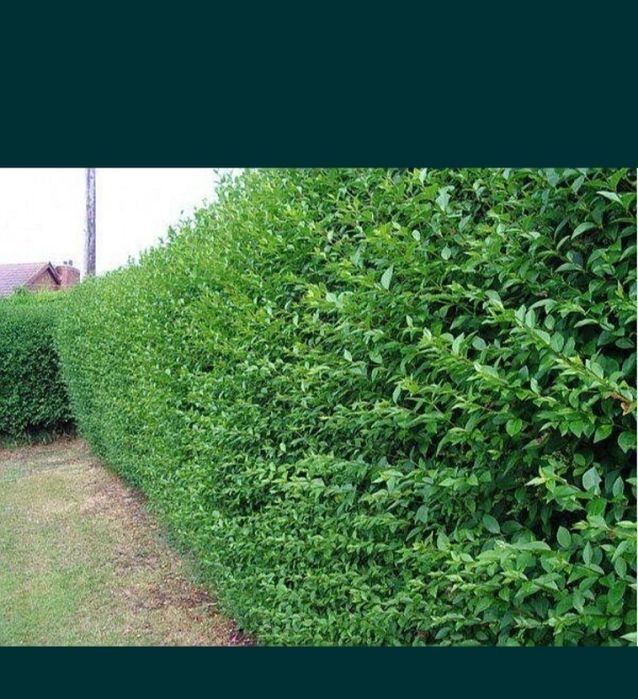 Ligustrum vulgare (lemn cainesc)