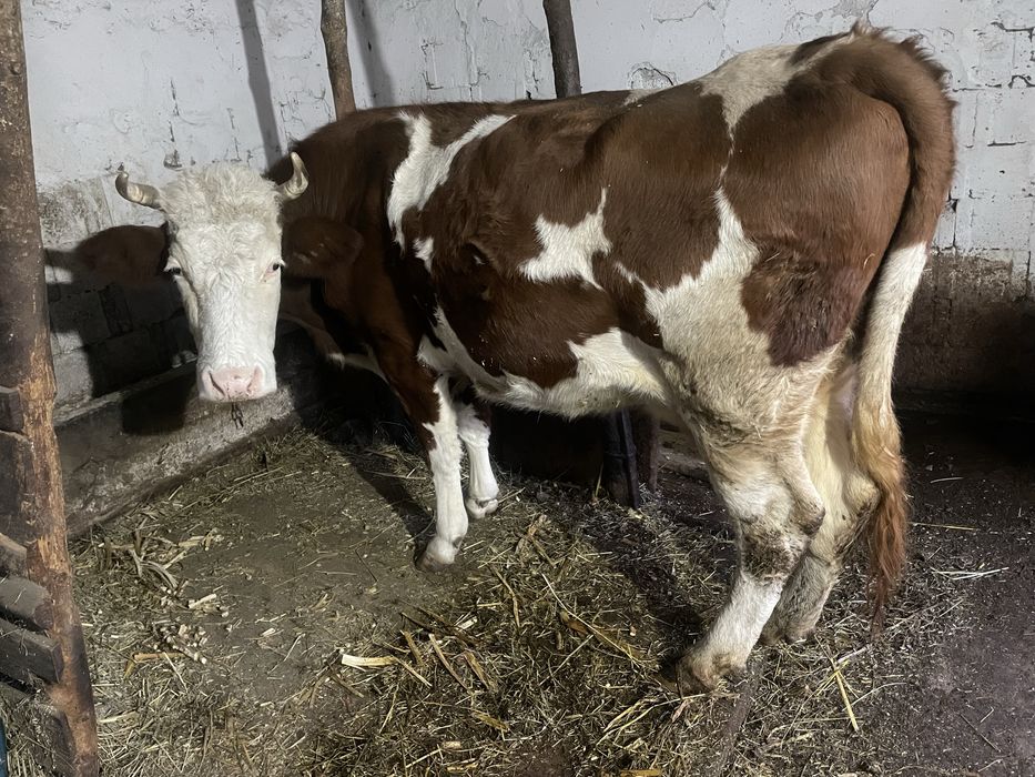 Vaca gestanta in 7 luni, 7 ani are, inca se mulge