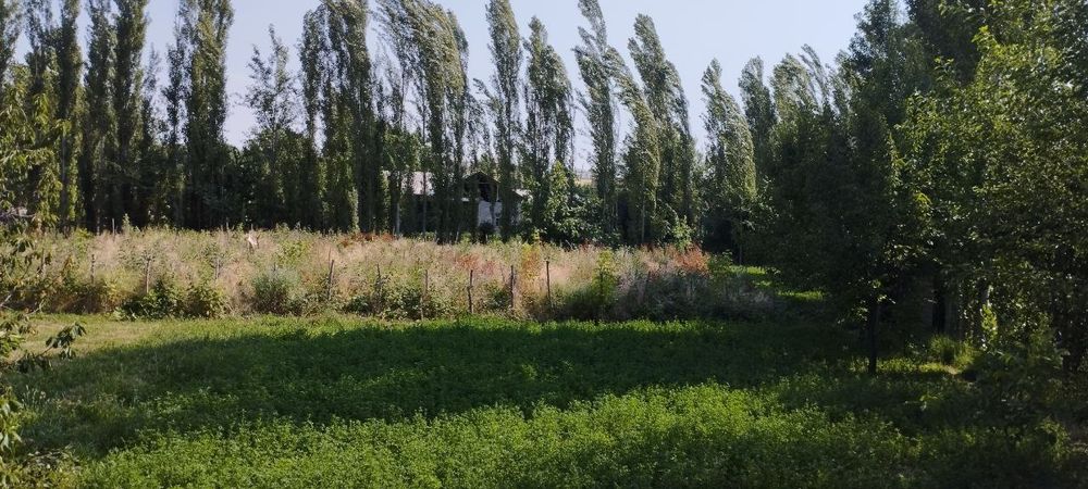 Юкори Чирчик район  Курсай махаллаучастка 20сотих