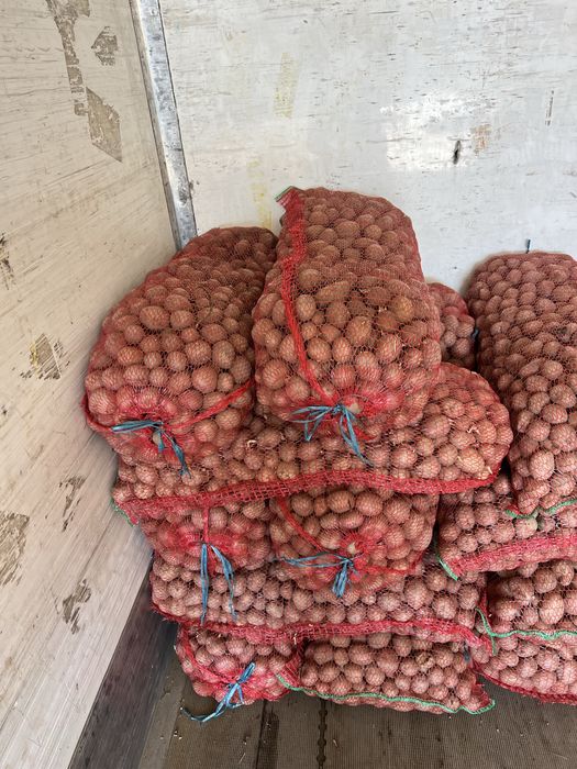 Cartofi de Semāntā si de consum  COVASNA