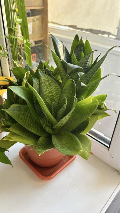 Цветы домашние комнатные