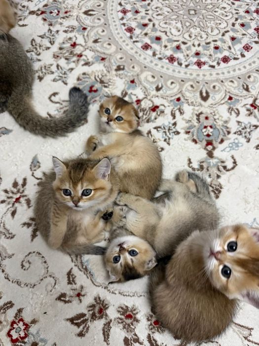 Котята шиншиллы