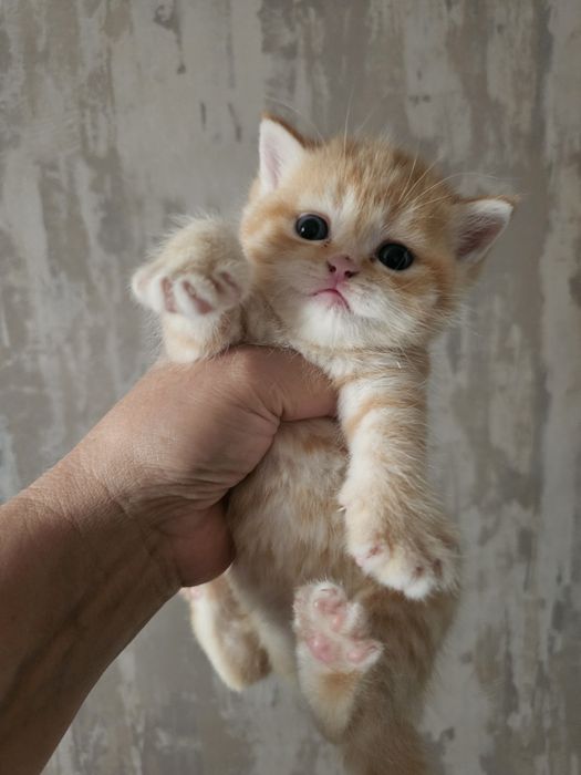 Шотландские котята