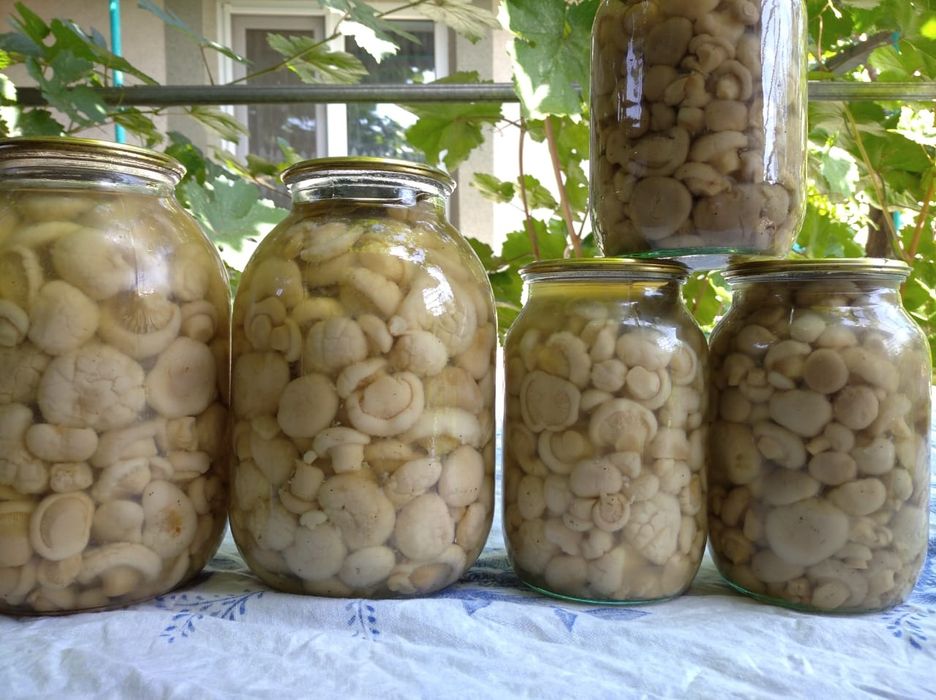 Белый горный гриб 3500