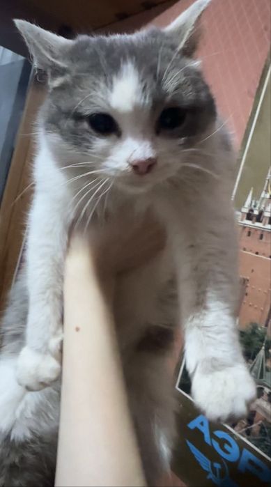 Отдам в добрые руки кошечку