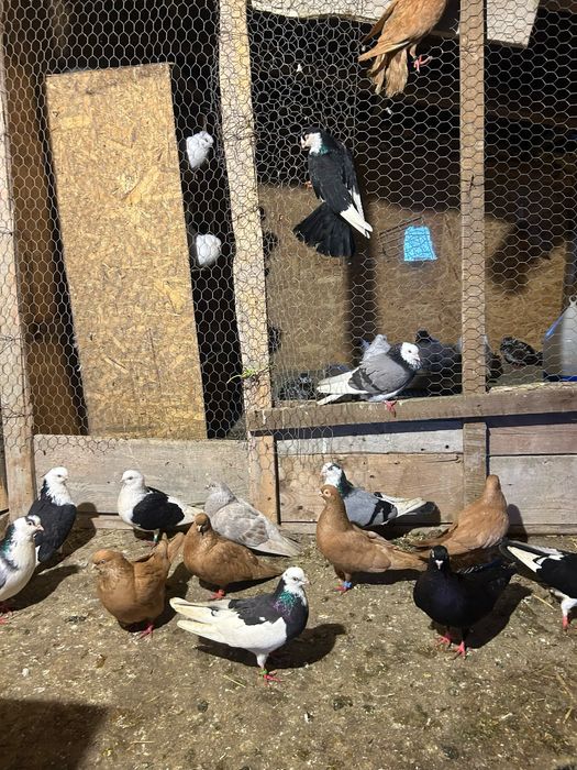 Jucatori pana simpla