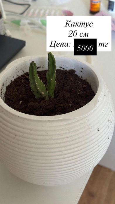 Продам домашние цветы