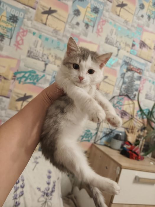 Кошечка ищет дом!