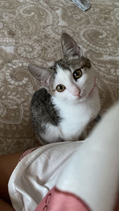 Котенок в хорошие руки!!!