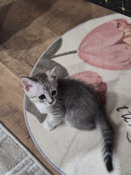 Отдам котёнка (мальчик)