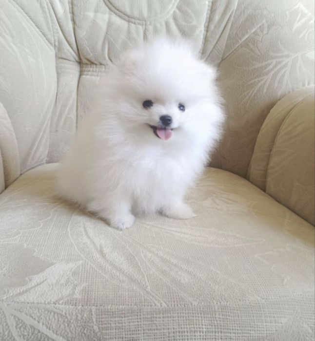 Щпиц померанский с документами рассрочка