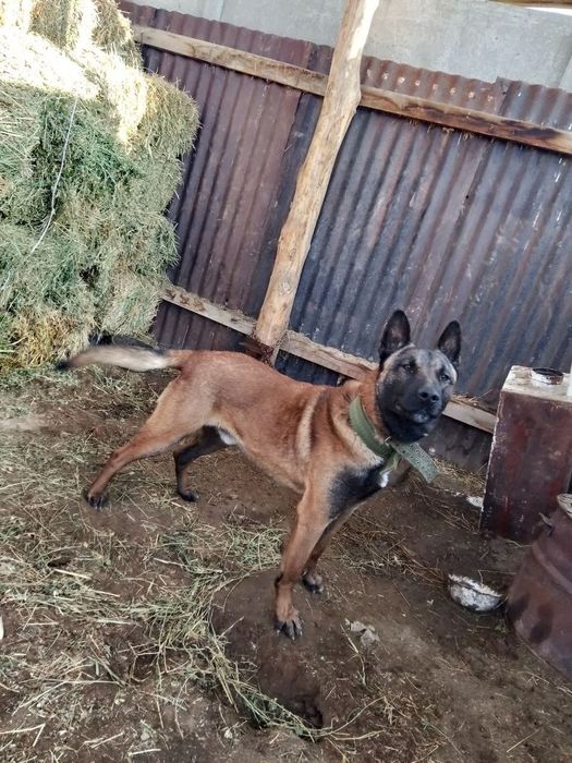 Продам бельгийский овчарка и питбуля